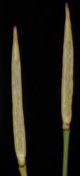 Cardamine megalantha. Dehiscent siliques.
 Image: P.B. Heenan © Landcare Research 2019 CC BY 3.0 NZ